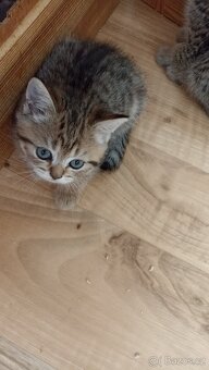 Britská koťátka whiskas s PP - 6