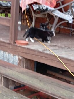 Daruji koťátka - 6