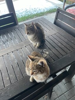 Daruji 2 kocourky - 6