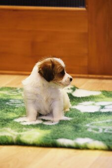 Jack Russel teriér s PP - Valmont - 6