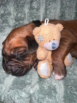 Štěně Rhodéský Ridgeback - 6