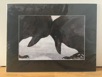 Fotografie Havraní láska - 6