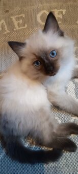 Ragdoll kotatka ,kotata - 6