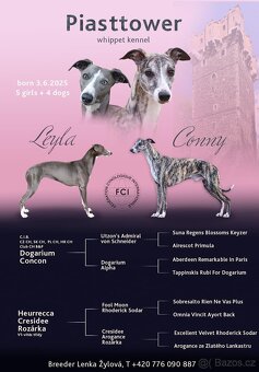 Štěně chrt/whippet/vipet s PP - 6