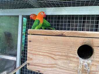 Agapornis fischeri - 6