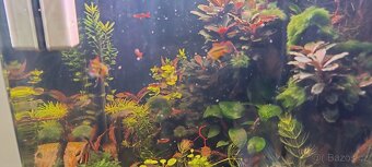 Akara cichlida papuščí endlerky krevetky - 6