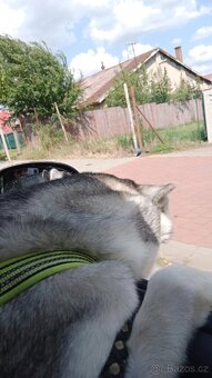 Sibiřský husky kira, prosím přečtěte si popis - 6