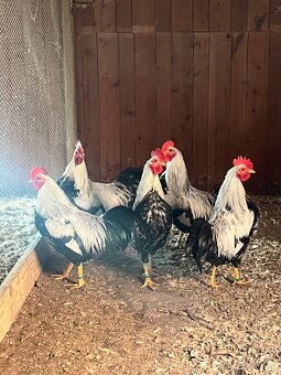 Velsumka zdr. Stříbroprsá - 6