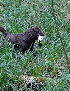Labradorský retriever Krytí - 6