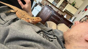 Prodám Agamu a chameleona - 6