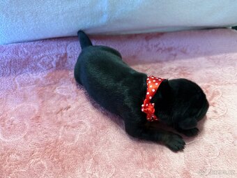 Stenata dobermana s pp - 6