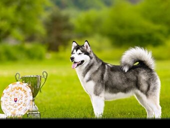 Aljašský malamut s PP - 6