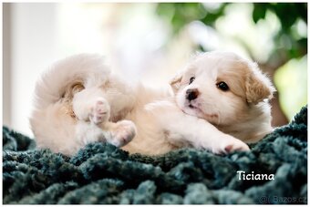 Border Collie, Border Kolia s PP FCI barva ee red - 6