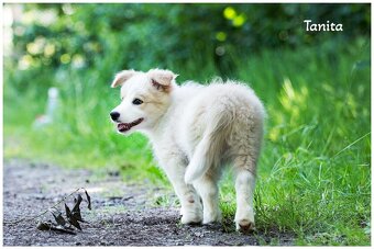 Border Collie, Border Kolia s PP FCI barva ee red - 6