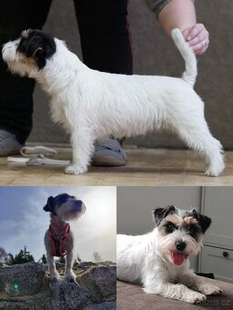 Jack Russell teriér ( Rusel teriér) s PP - 6