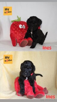 Labradoodle F1B - 6