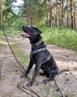ÁRON K ADOPCI - přátelský akční mazel, vhodný k dětem - 6