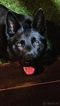 Nabízíme k rezervaci už jen 3 volná štěňátka Německého ovčák - 6