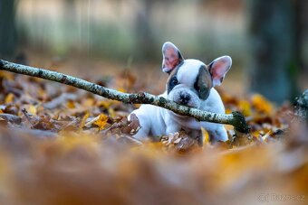 Francouzský buldoček bez PP - 6