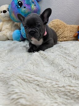 Francouzský buldoček modry - 6