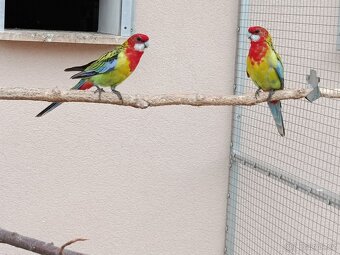 Prodám rosela pestrá nádherná - 6