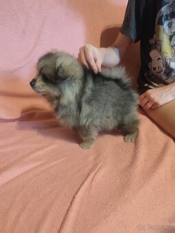 Štěňátka špic pomeranian - 6