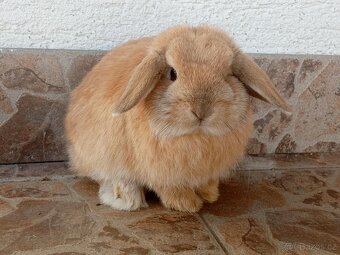 Volná samička - Anglický Zakrslý Beránek MiniLop🍑🧡 - 6