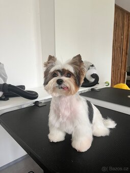 Nově otevřený psí salon v Hradci Králové - 6