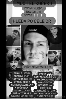 kočka Pardubice - 6