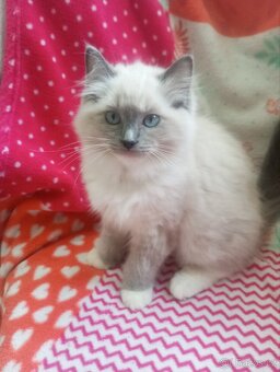 Ragdoll s PP - 6