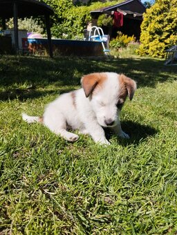 Jack Russell teriér - 6