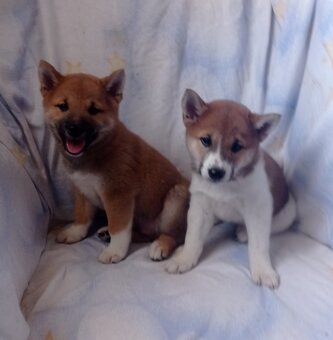 Shiba inu - 6