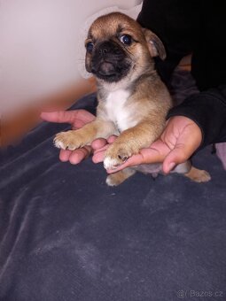 Štěňata Mops > s pinčem - 6