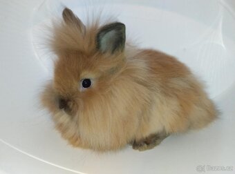 Zakrslý králíček bez PP sameček Frony - 6