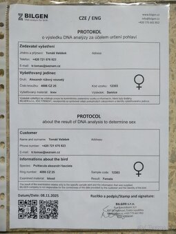 Alexandr růžový vousatý - 6