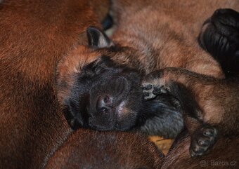 Belgický ovčák MALINOIS  s PP - 6