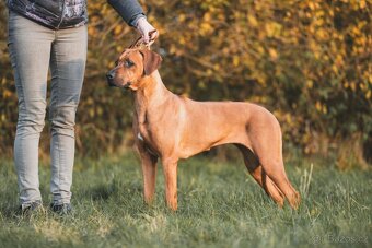 Přijímáme rezervace na štěňátka Rhodéský ridgeback s PP - 6