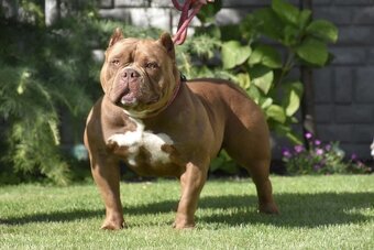 American bully s PP - 6