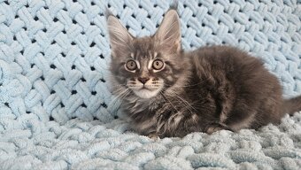 Mainská Mývalí - 6