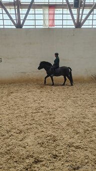 Huculský hřebec - 6