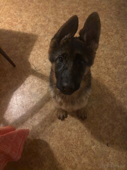 Štěňata Německého ovčáka s PP - 6