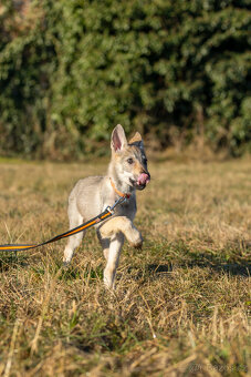 Československý vlčák s PP - 6