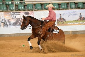American quarter horse hřebeček - 6