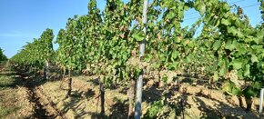 Vinici 2,6h. ( bio produkce) - 6