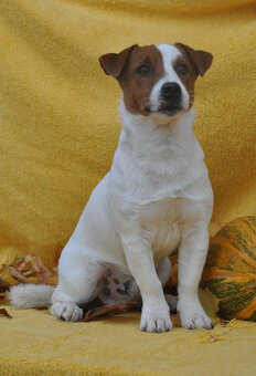 štěňata Jack Russell teriéra s PP - 6
