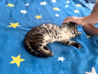 Murinda, holka , 3 měsíců stará - 6