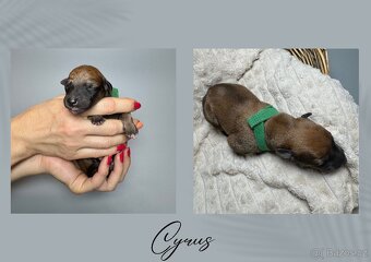 Štěně chrt/whippet/vipet s PP - 6
