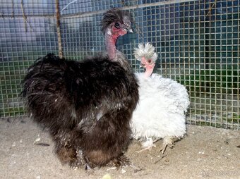 Hedvábnička USA - holokrčka - 6