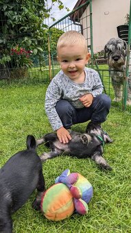 Knírač střední pepř a sůl - 6