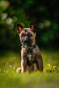 Belgický ovčák - Malinois s PP - 6